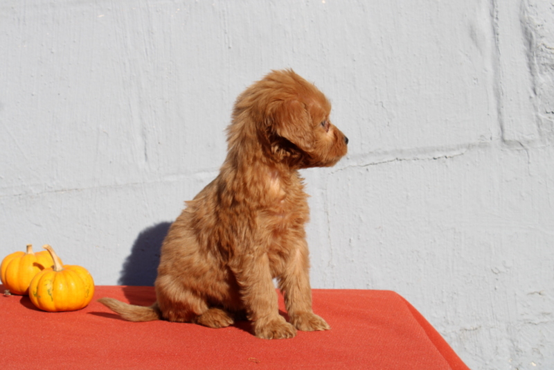 puppy, for, sale, Mini Goldendoodle F1, Matthew B. Stoltzfus, dog, breeder, Gap, PA, dog-breeder, puppy-for-sale, forsale, nearby, find, puppyfind, locator, puppylocator, aca